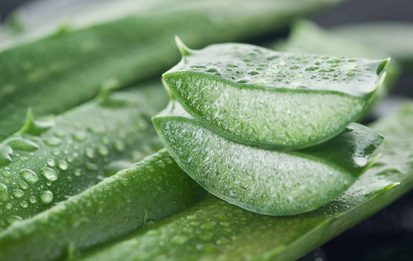 How Aloe Vera Enhances Sun Protection: The Secret to Hydrated, Healthy Skin